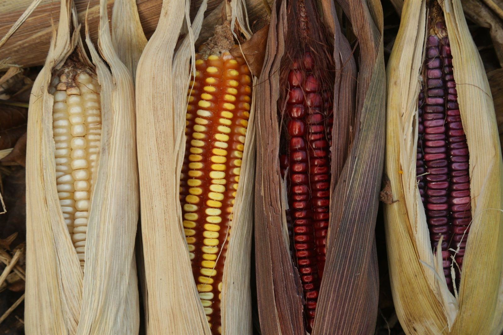 Mazorcas de maíz de colores, blanco, amarillo, rojo y morado